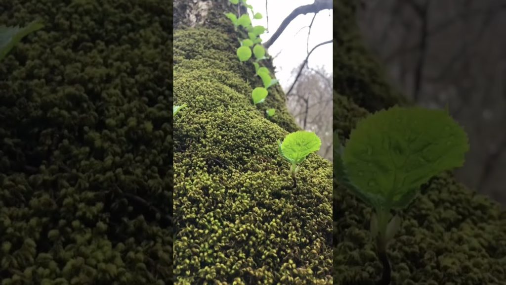 自然が美しい奥入瀬渓流🌱🪵🍃