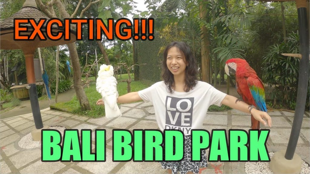Thousands of Birds at Bali Bird Park | BALI, INDONESIA