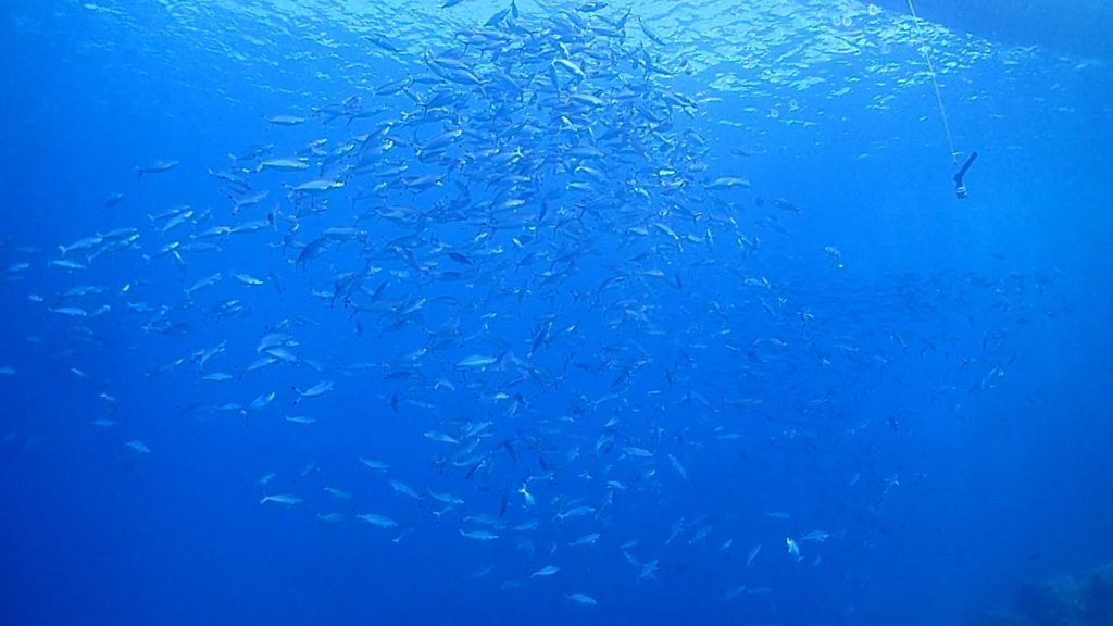 奄美大島の外洋で出会った魚群！