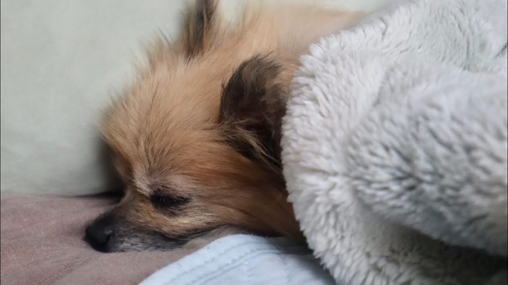 【प्रसन्न】 dog 犬 癒し「ポメラニアンぬくぬく」 healing #Shorts 【प्रसन्न】 dog 犬 癒し「ポメラニアンぬくぬく」 healing #Shorts