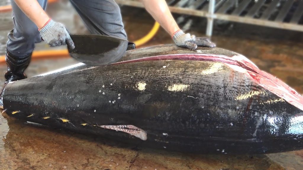 Giant bluefin tuna cutting  - Big knife cuts huge fish