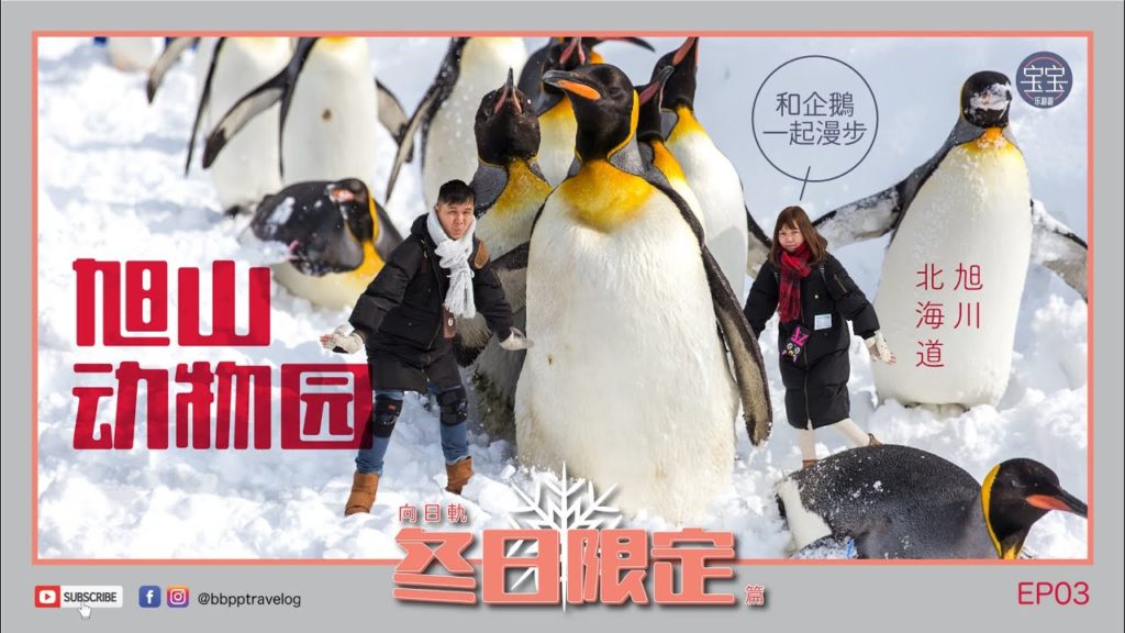 [北海道旅行] EP03: 旭川市旭山动物园 | Hokkaido Winter Trip
