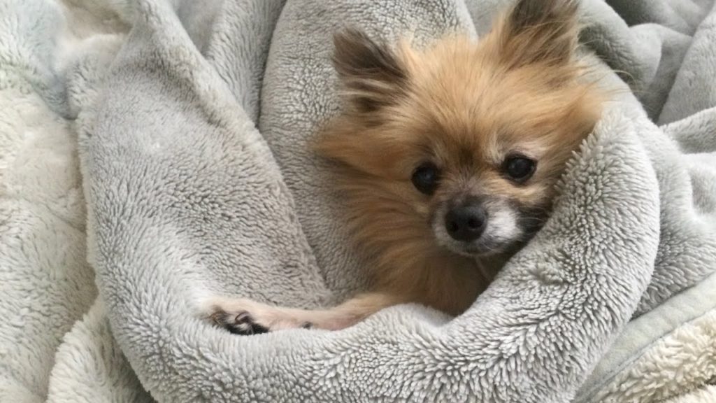 【प्रसन्न】 dog 犬 癒し「ポメラニアンモフモフ」　healing #Shorts