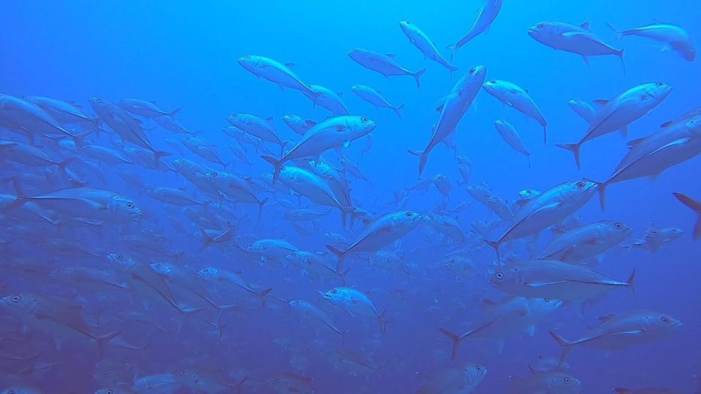 Dive Antulang (Beach house)