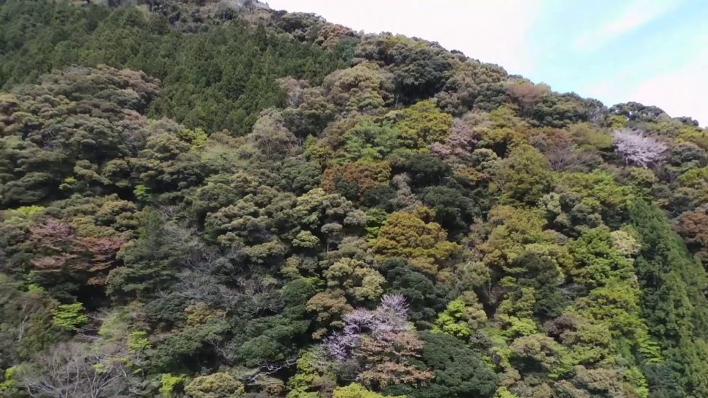 Hanajiro waterfall, Wakayama.  鼻白の滝