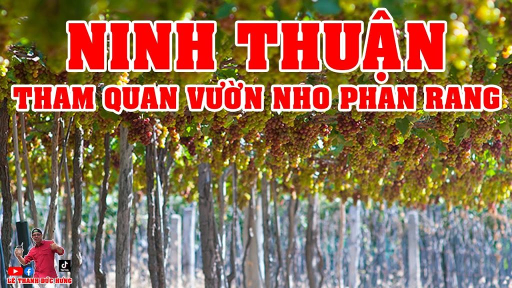 DU LỊCH NINH THUẬN | Ba Mai Cồ Tham Quan VƯỜN NHO NINH THUẬN ở PHAN RANG DU LỊCH NINH THUẬN | Ba Mai Cồ Tham Quan VƯỜN NHO NINH THUẬN ở PHAN RANG