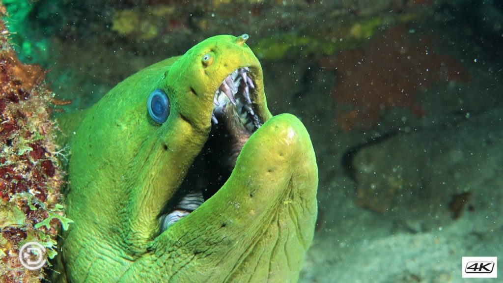 Dominica – Green morray eal – Coral Garden with DiveDominica Dominica - Green morray eal - Coral Garden with DiveDominica
