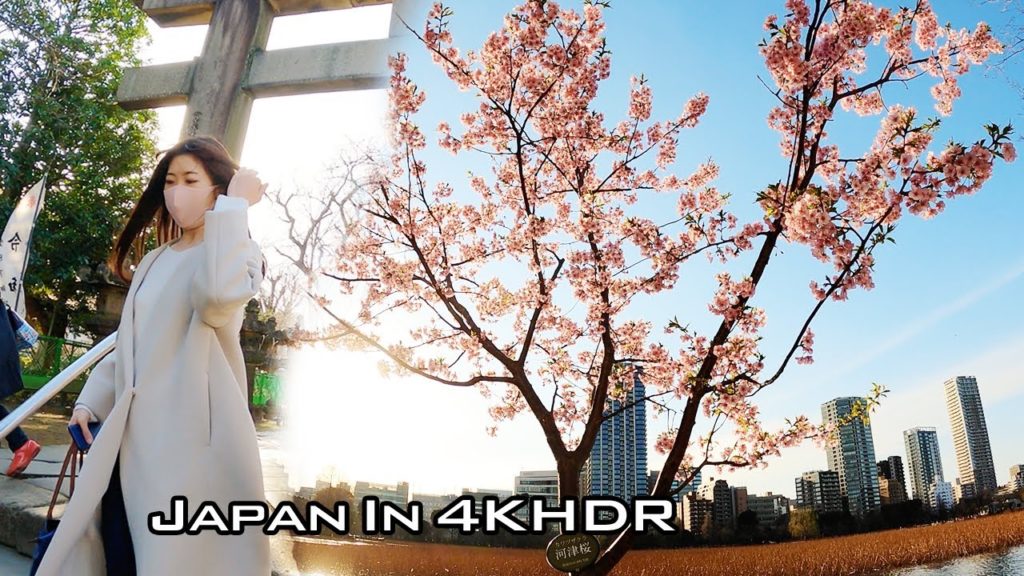 [4K] First Sakura,Japan cherry blossom | Walk Tour in Ueno Park sakura(上野恩賜公園) | Tokyo Attractions