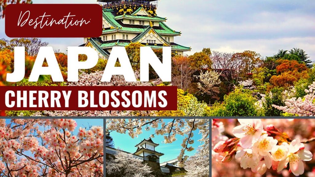 CHERRY BLOSSOMS IN OSAKA, JAPAN 2021