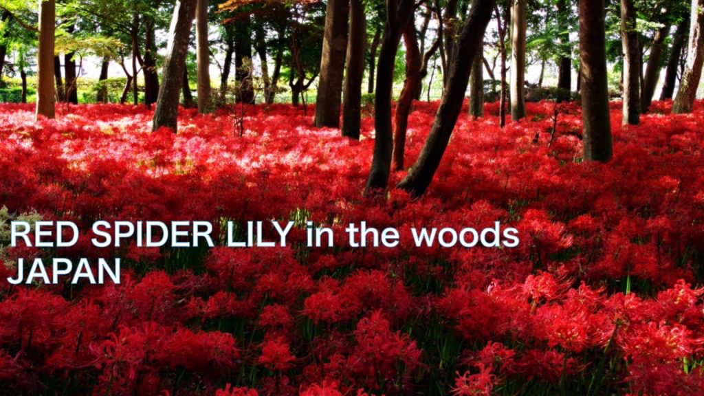 【JAPAN AUTUMN TRAVEL：CHIBA】Autumn Flowers make a red carpet in the woods　Countryside near Tokyo