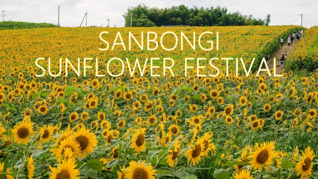 5K UHD 420,000 Flowers scenery in Sanbongi Sunflower Hill 三本木ひまわりの丘の風景 宮城観光 | Travel Miyagi Japan 5K UHD 420,000 Flowers scenery in Sanbongi Sunflower Hill 三本木ひまわりの丘の風景 宮城観光 | Travel Miyagi Japan