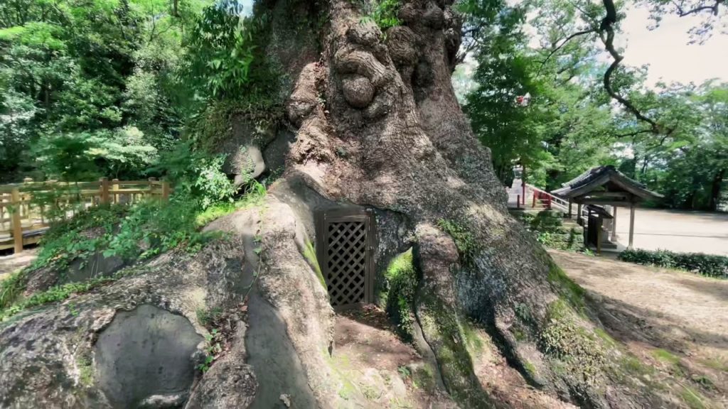【日本一の巨木】蒲生八幡神社。蒲生の大楠。The biggest tree in Japan. Gamo Hachiman Shrine. Kagoshima prefecture.