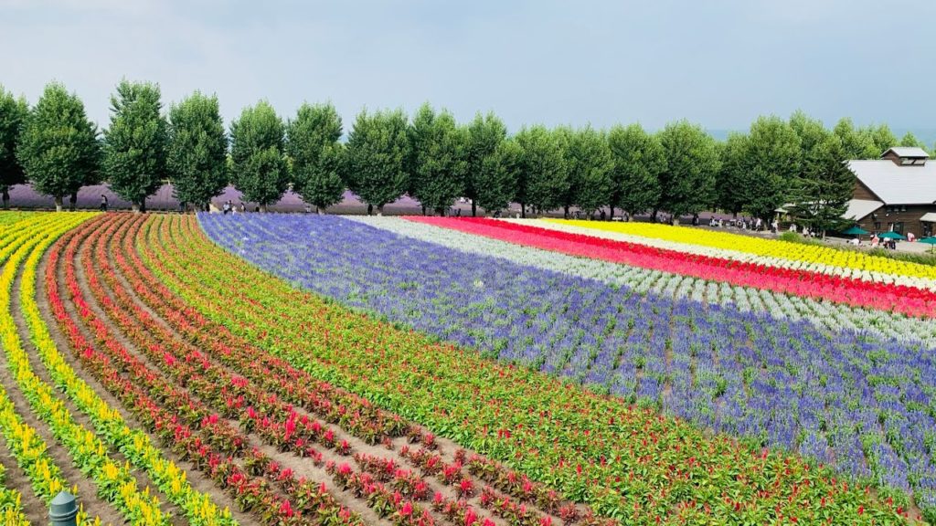 Furano & Biei - Central Hokkaido #Hokkaido #furano　＃富良野