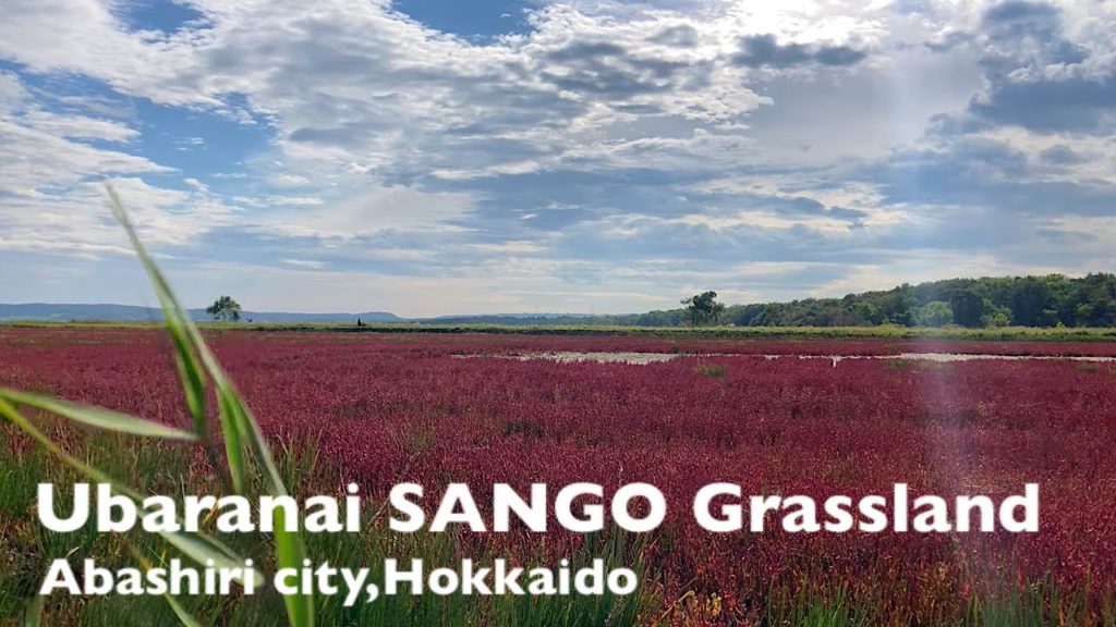 【Hokkaido trip】A beautiful bright red carpet! Coral grass community