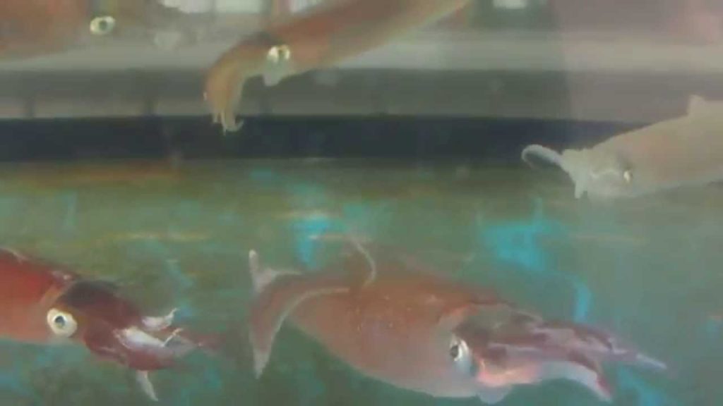 函館朝市のイカ（HD） The cuttlefish in Hakodate morning fair