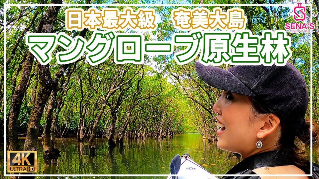 【世界遺産！奄美大島の大自然】マングローブ原生林でのカヤック体験！
