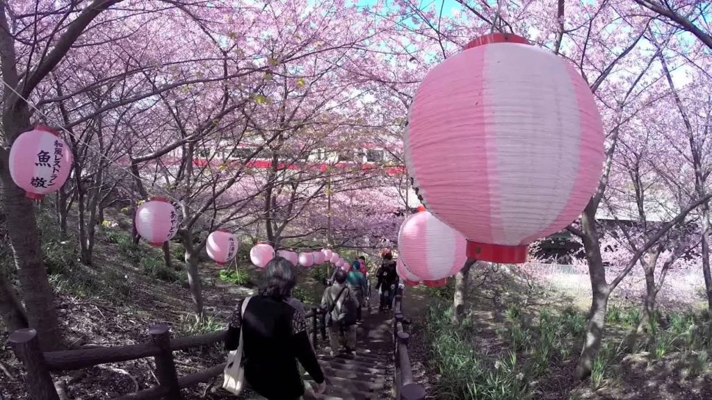 Miurakaigan Cherry Blossoms, Miura | Japan Travel Guide