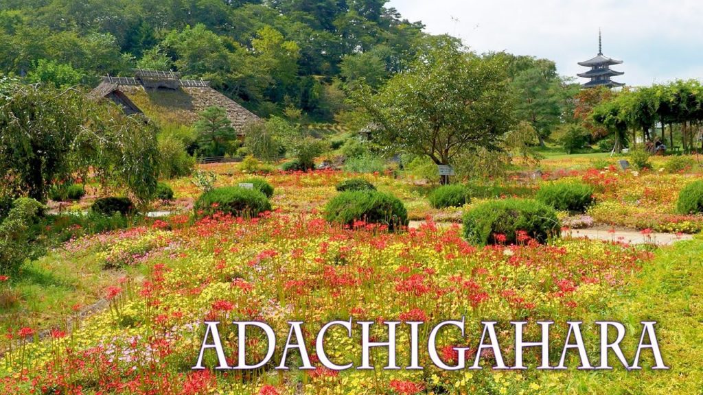 Adachigahara Furusato Village become dyed with the Richily-colored world.  #4K #安達ヶ原ふるさと村