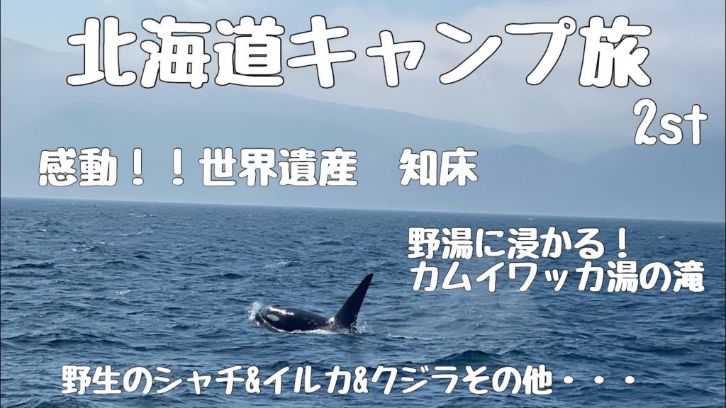こんなにいるのか・・⁉︎世界遺産　知床　シャチ&クジラその他……  カムイワッカ湯の滝【北海道キャンプ旅　2st】