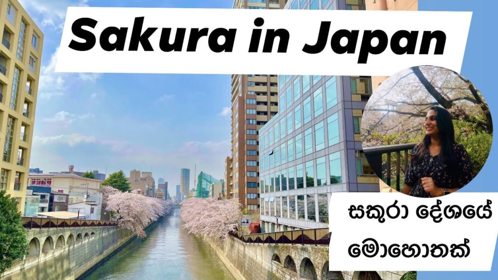 sakura in Japan