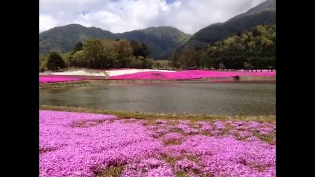 Unseen Wisteria @ Japan -Mar 2013