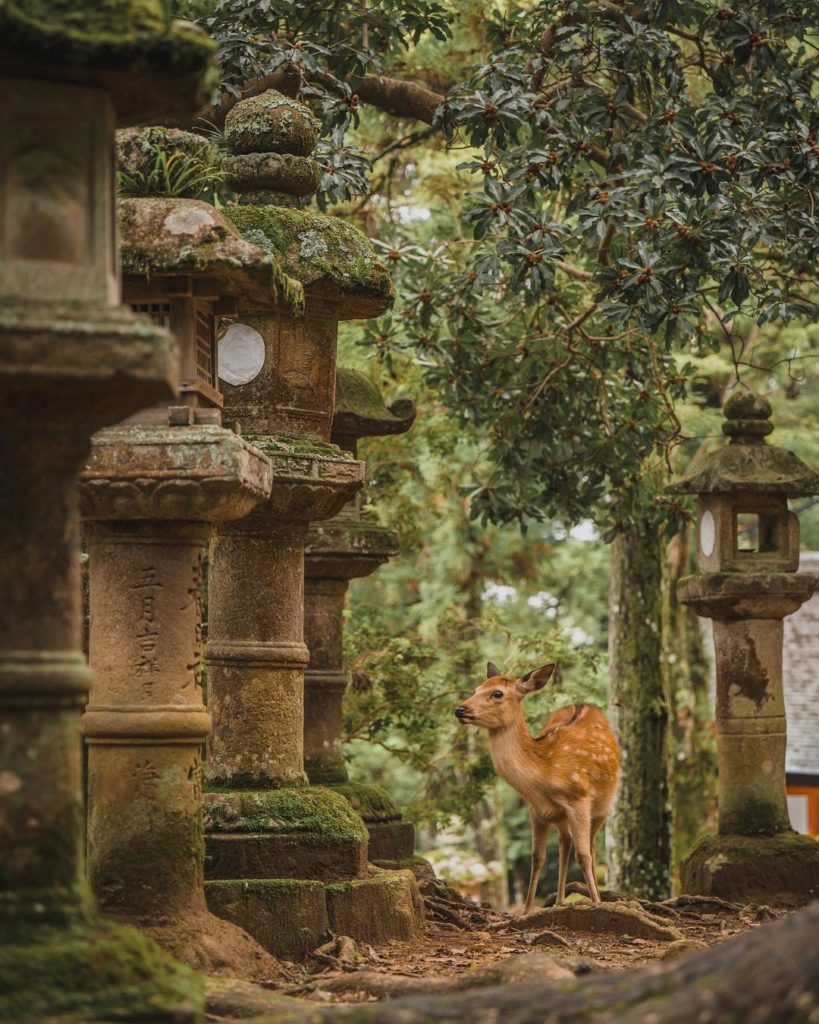 Nara Park, in the heart of Japan’s first permanent capital of Nara, is home to s...