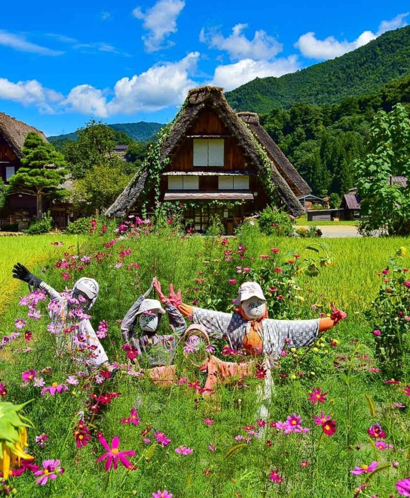 Feels like autumn's really here when the cosmos appear! These flowers pop up in ...