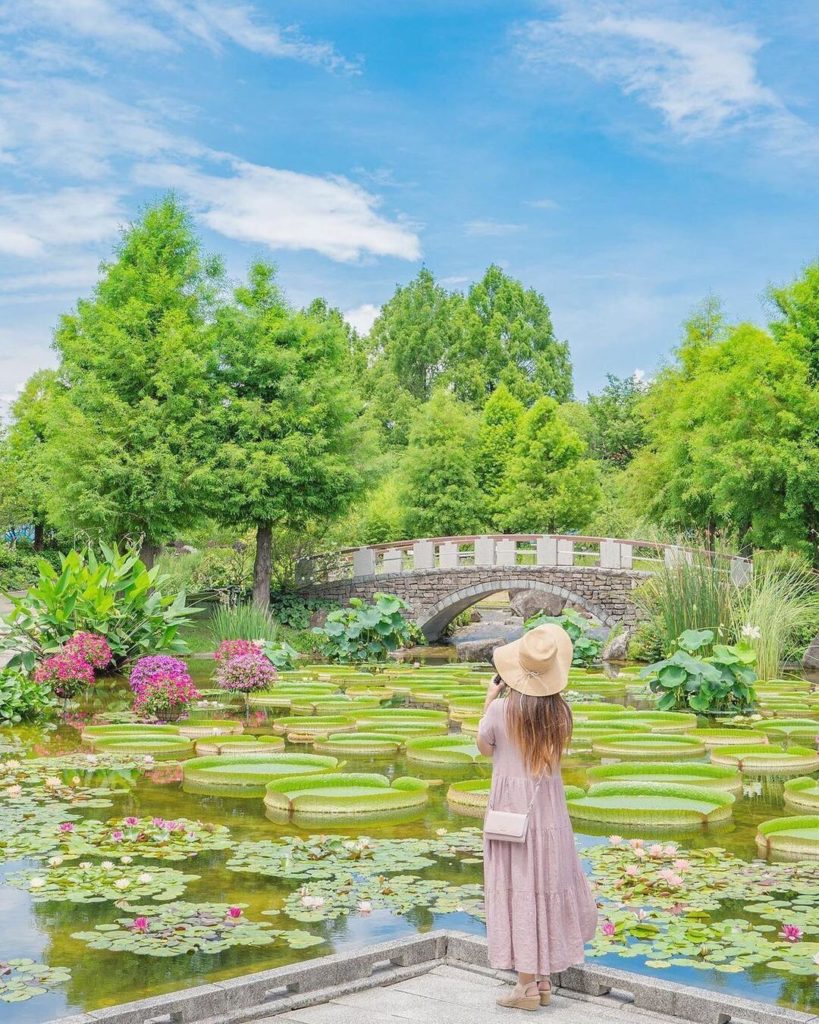 In summer, the Mizunomori Kusatsu Aquatic Botanical Garden is filled with lotus ...