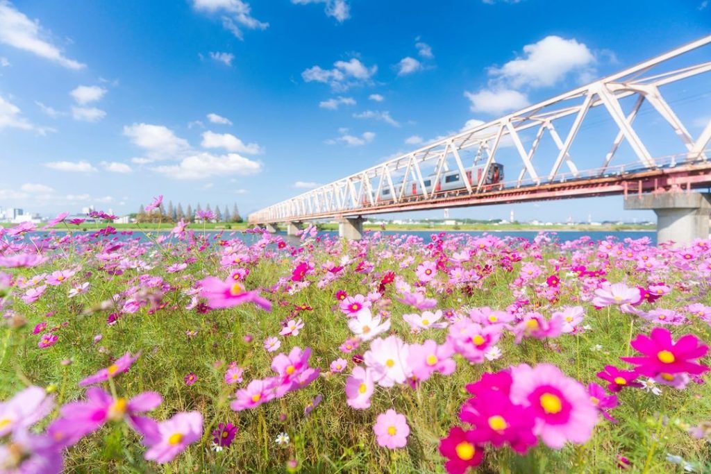 .
Cosmos in full bloom along the banks of the Ono river.
You can almost smell th...