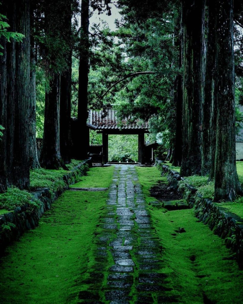 Where will the path lead you?
There are few things as enchanting as a moss-cover...