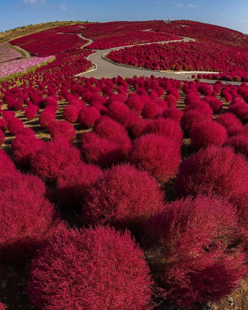 Japan Travel: One of our favorite autumn destinations is Ibaraki’s Hitachi Seaside Park, thank… One of our favorite autumn destinations is Ibaraki's Hitachi Seaside Park, thank...