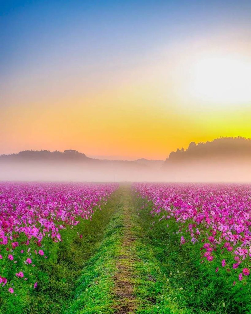 From mid-October to early November each year, Oita Prefecture's Sanko Cosmos Gar...