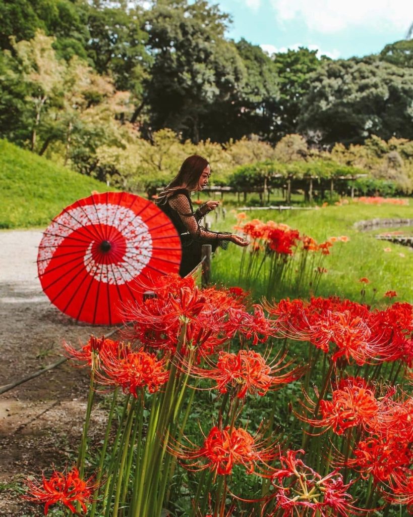 We've posted about cosmos flowers a couple of times in recent weeks, but another...