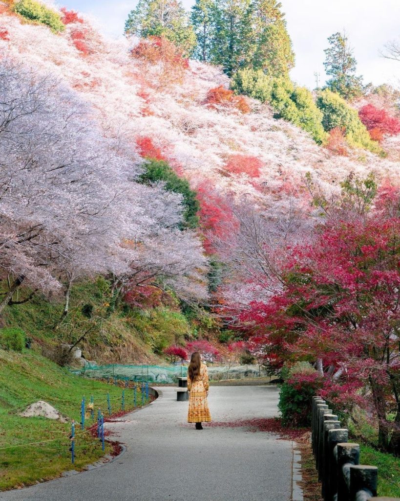 Cherry blossoms in autumn are a real thing! Senmi Shikizakura no Sato in Aichi P...