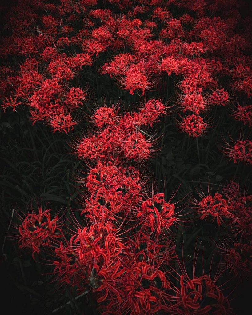 Red spider lilies, aka “higanbana” in Japanese, signal the arrival of fall in Ja...