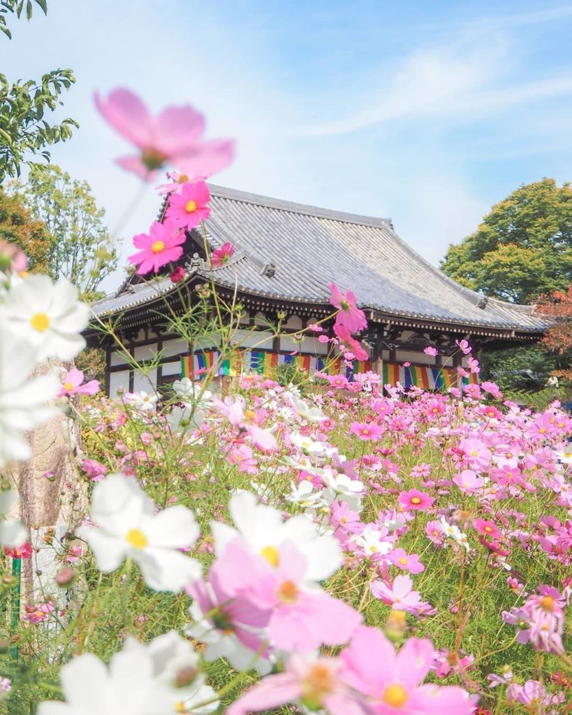Nara's Hannyaji Temple is often referred to as the cosmos temple for good reason...