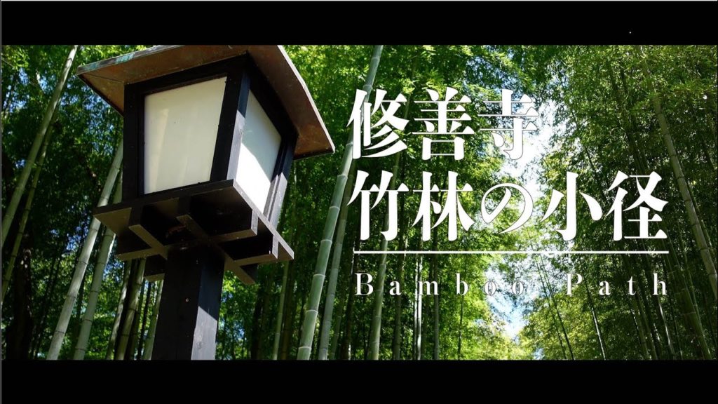【シネマティック SONY ZV-1】竹林の小径 / 伊豆・修善寺温泉 【シネマティック SONY ZV-1】竹林の小径 / 伊豆・修善寺温泉