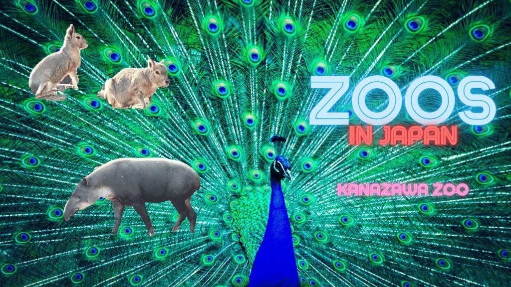 Zoos in Japan [Kanazawa Zoo] 4K
