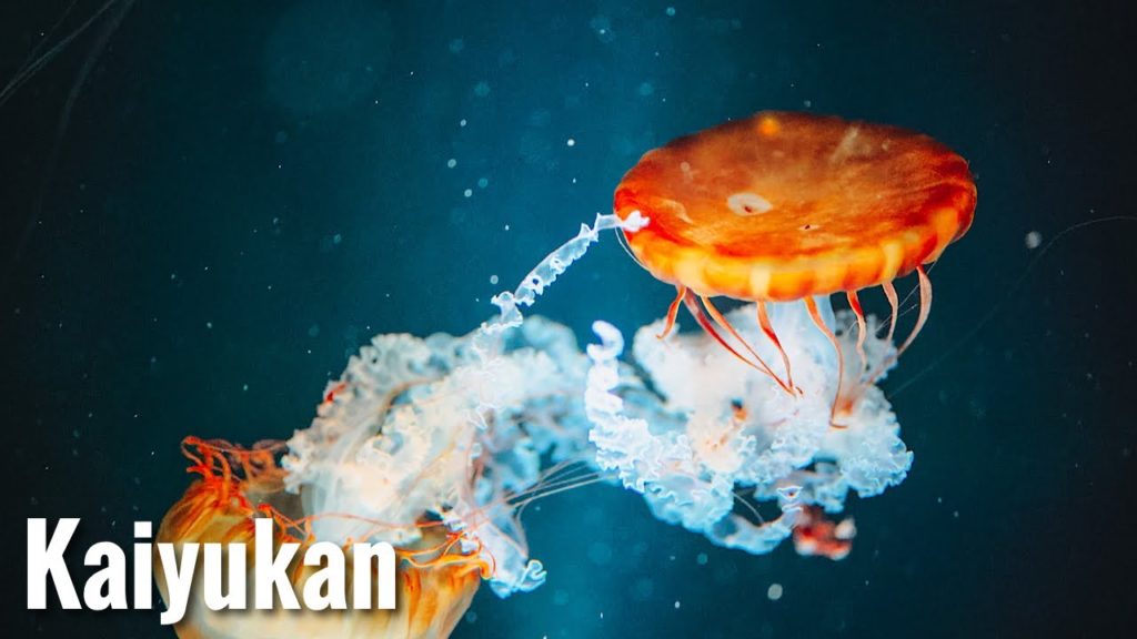 海遊館 世界最大級の水族館 Osaka Walk - Kaiyukan Aquarium 4K HDR Japan