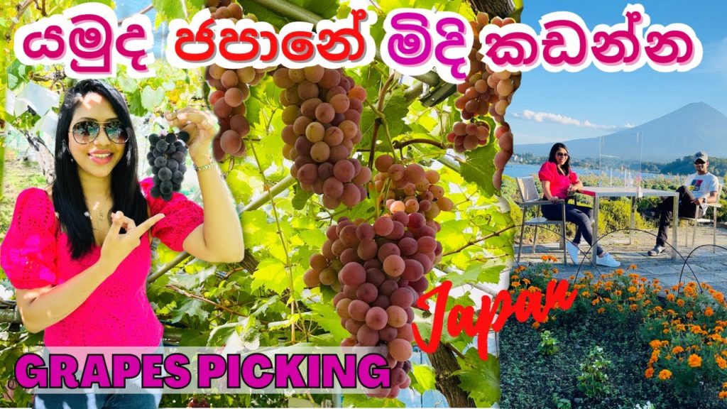 Grapes Picking  Japan  山梨ぶどう狩り Life in Japan සුන්දර ජපානය #ShonanVibes #Fujisan #Winery #BBQ #Japan