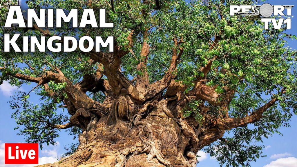 🔴Live: A Beautiful Morning at Disney's Animal Kingdom – Walt Disney World Live Stream – 9-26-21 🔴Live: A Beautiful Morning at Disney's Animal Kingdom - Walt Disney World Live Stream - 9-26-21