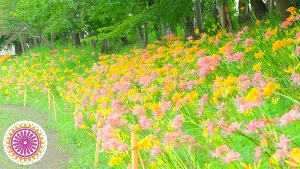 Nature Relaxation enjoying Japanese Flower Garden with pleasant music/nature video for stress relief