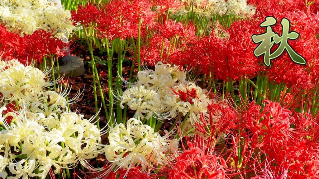The suburbs around TOKYO at the harvesting season become dyed with the evening colors. #4K #権現堂公園