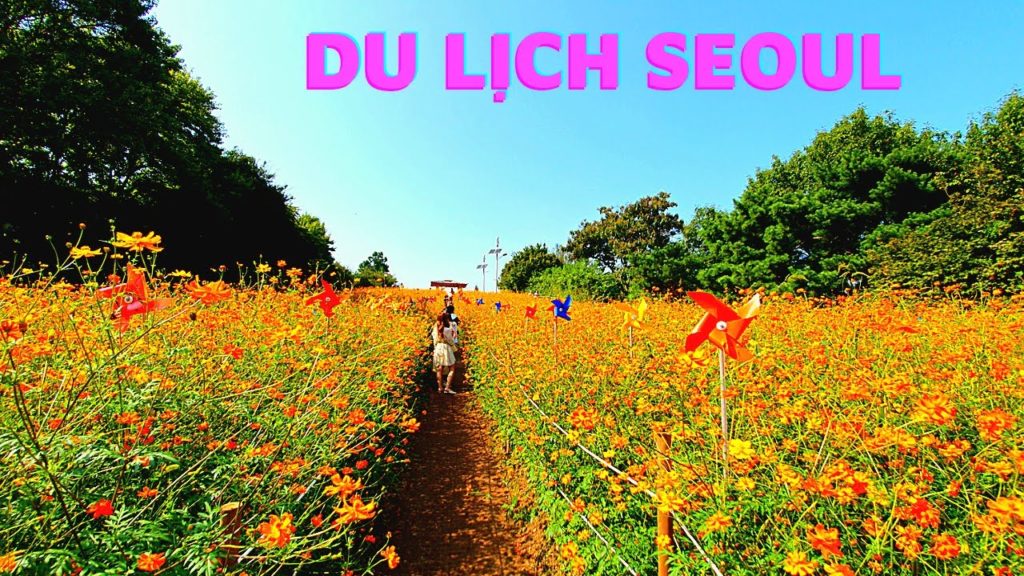 Ngắm  HOA SAO NHÁI  Ở  Hàn Quốc//Du Lịch Công Viên Olympic ( part 1)올림픽공원