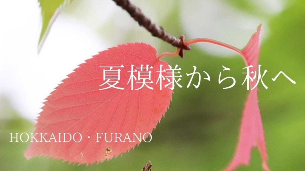 【富良野観光物語 】vol.249 ☆北海道・富良野☆夏模様から秋へ