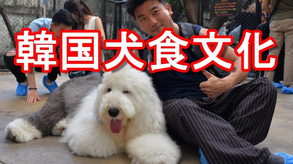 韓国の文在寅大統領が犬肉食文化「禁止を検討する時期」と言及！中国やベトナム、北朝鮮と同じように肉を食す習慣がある韓国