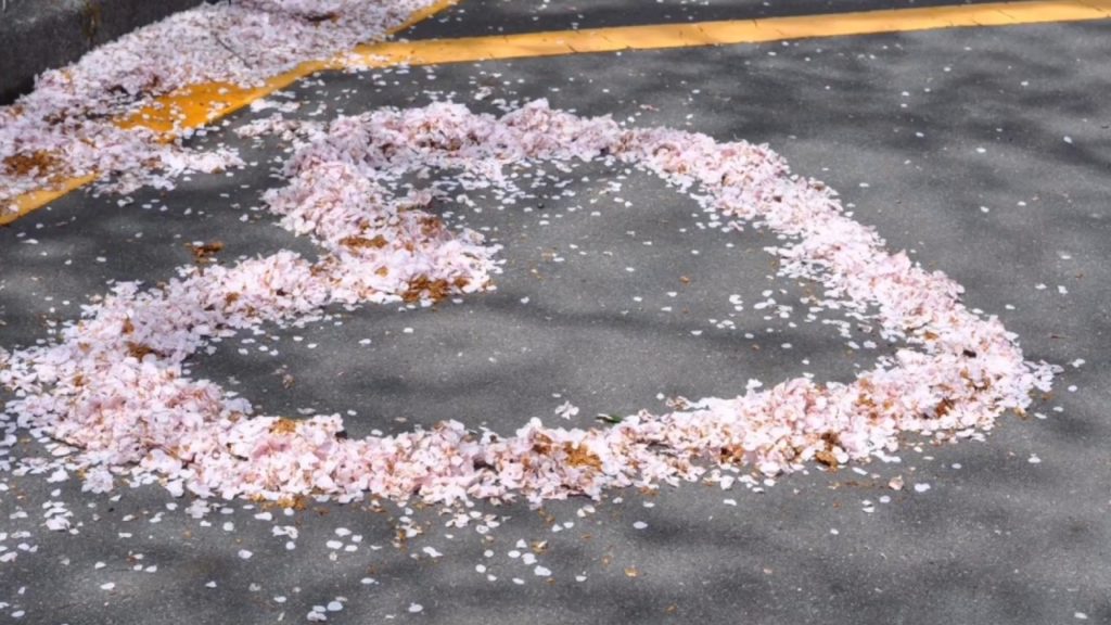 Chaw saib Paj sakura zoo nkauj nyob Shizuoka Japan teb chaws