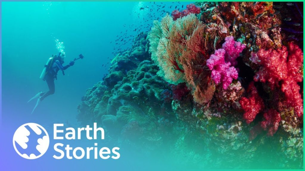 How Humans Are Destroying The Last Coral Reefs | The Coral Reefs Are Dying | Earth Stories How Humans Are Destroying The Last Coral Reefs | The Coral Reefs Are Dying | Earth Stories