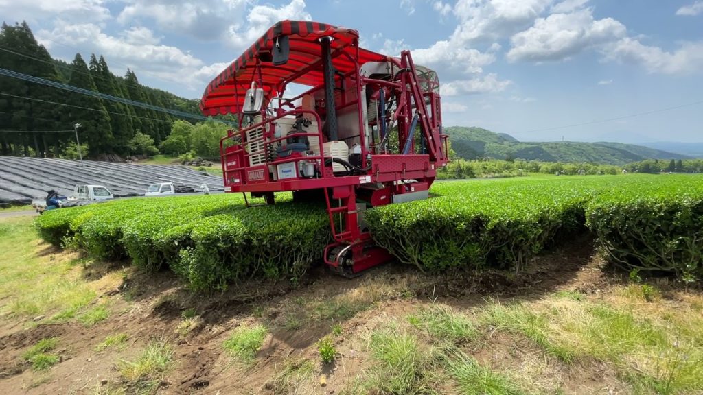 Green Tea Farm in Kagoshima, Japan 2021 Apr Green Tea Farm in Kagoshima, Japan 2021 Apr