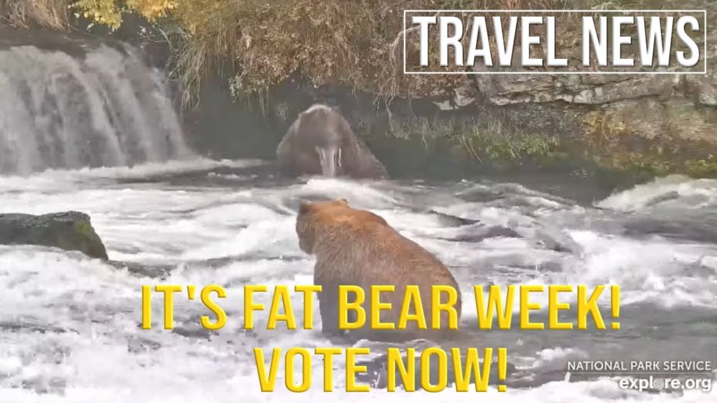 It's Fat Bear Week at Alaska's Katmai National Park & Preserve - Vote for Katmai's Fattest Bear!